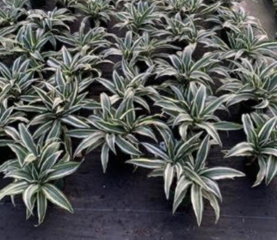White Bird Dracaena
